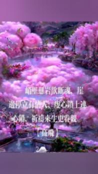 救援狗与猫